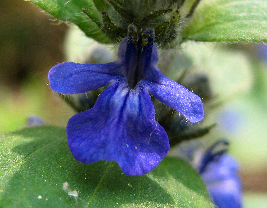Image of Ajuga genevensis specimen.