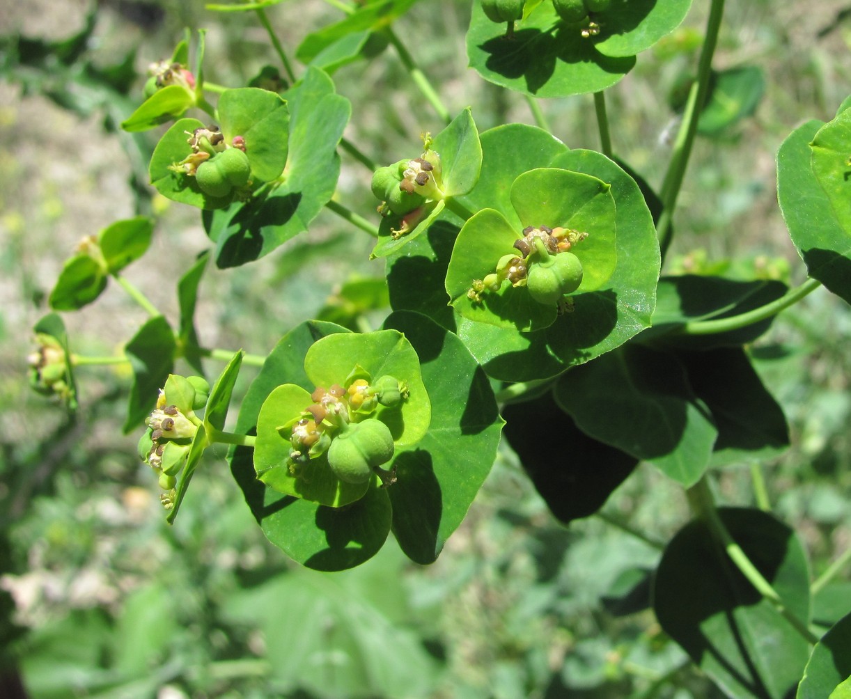 Image of Euphorbia iberica specimen.