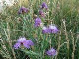 Centaurea abnormis