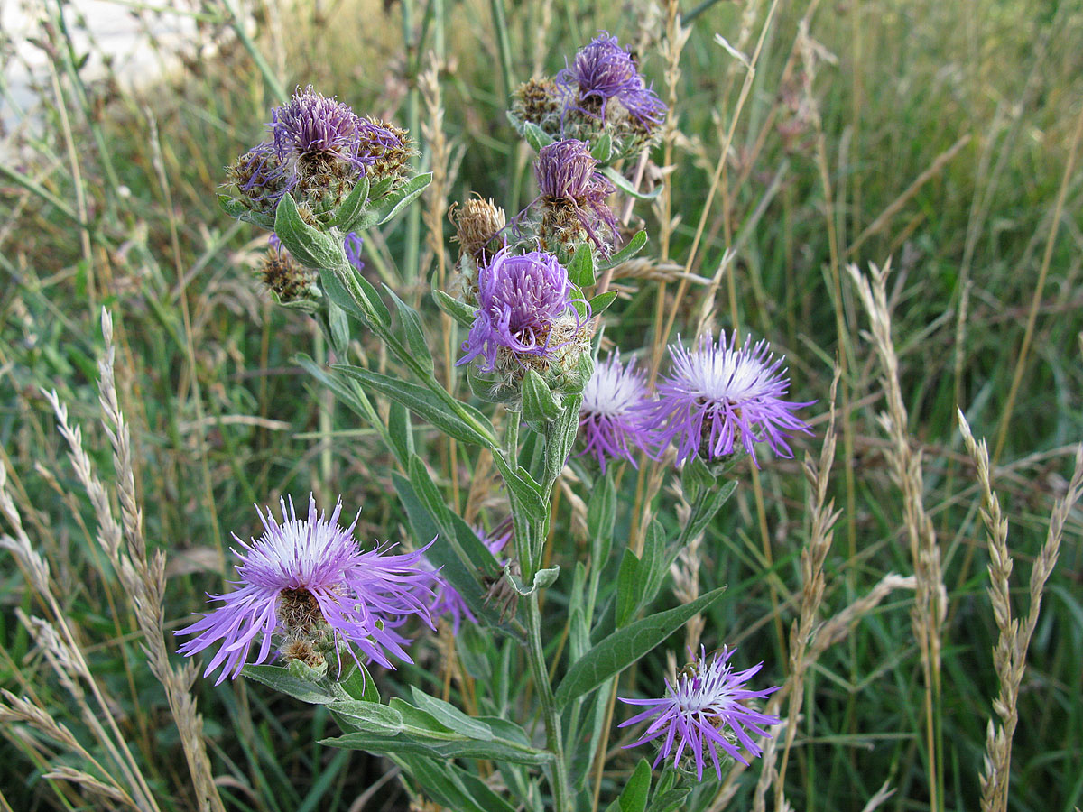 Image of Centaurea abnormis specimen.