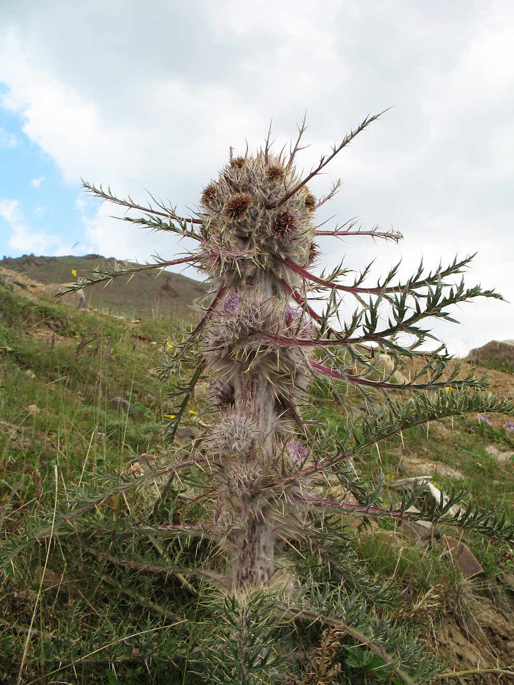 Image of Schmalhausenia nidulans specimen.