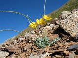 Glaucium squamigerum. Цветущее и плодоносящее растение. Кыргызстан, Зап. Тянь-Шань, Таласский Алатау, южн. сторона пер. Кара-Буура, ≈ 3150 м н.у.м., осыпь на склоне южной экспозиции. 18 июля 2018 г.