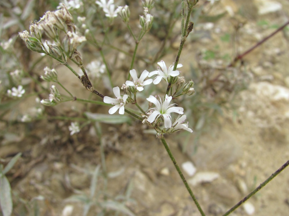 Изображение особи Gypsophila acutifolia.