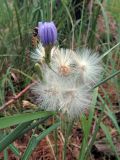 Lactuca tatarica