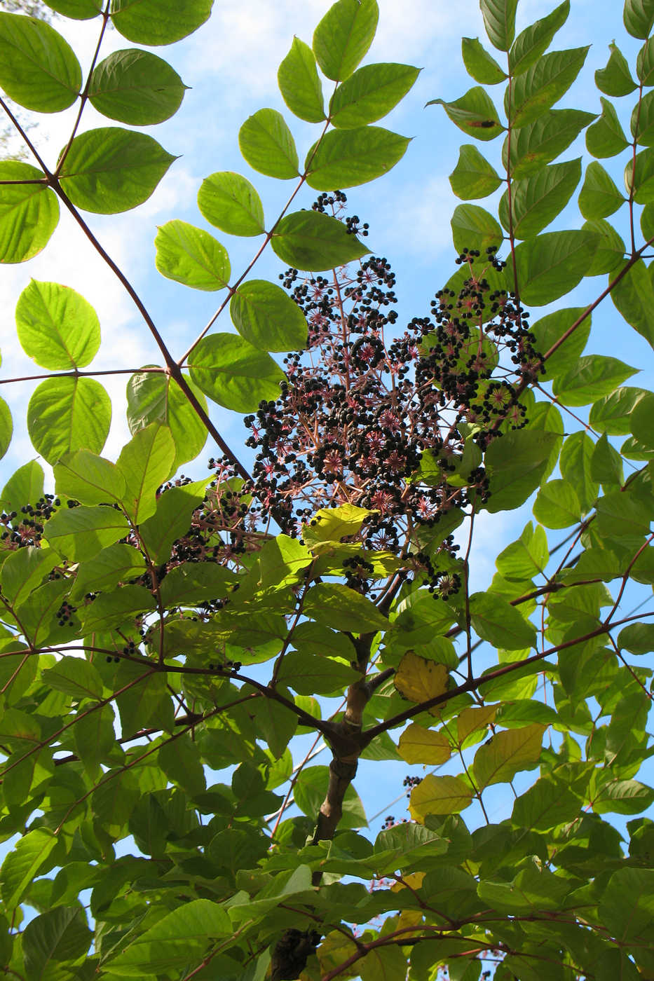 Image of genus Aralia specimen.