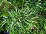 Cicuta virosa