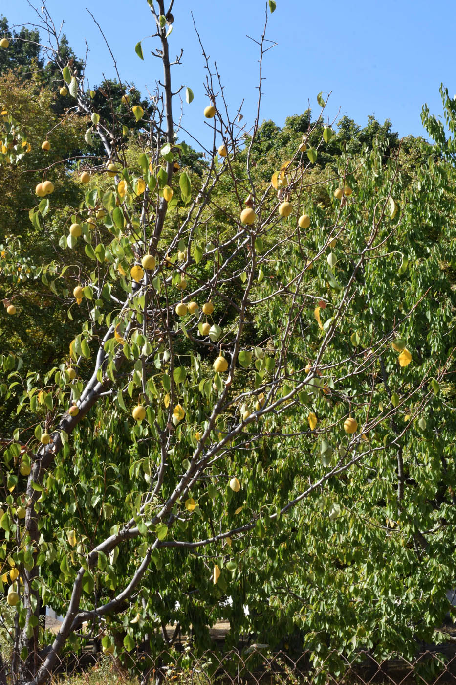 Image of Pyrus communis specimen.