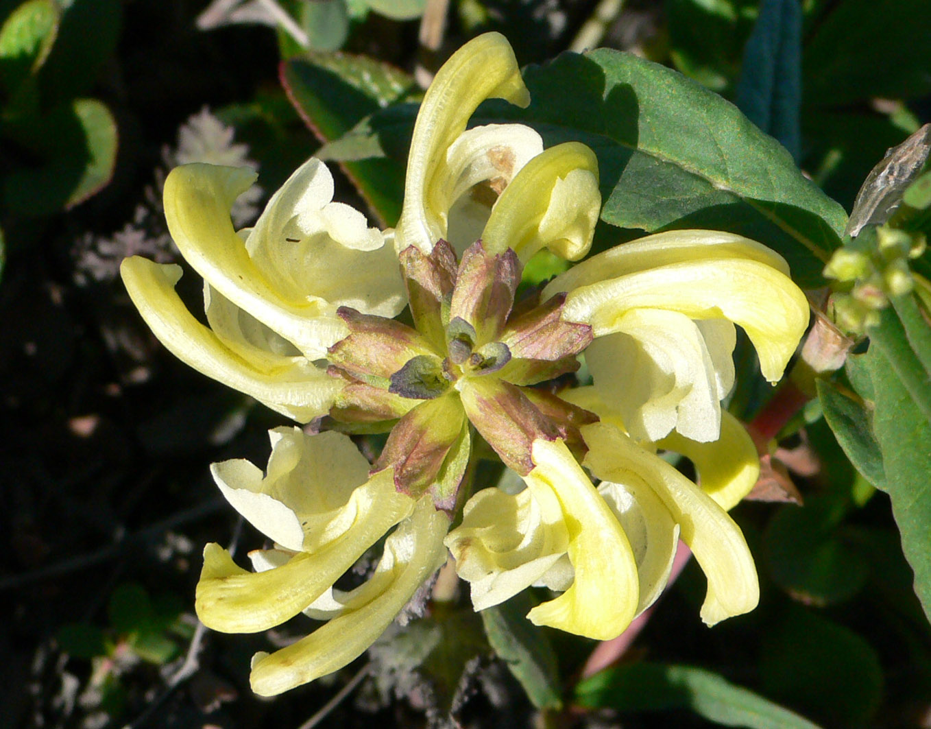 Image of Pedicularis lapponica specimen.