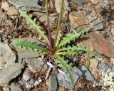 Taraxacum albescens