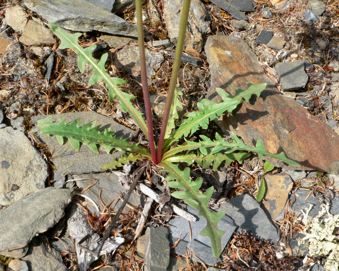 Image of Taraxacum albescens specimen.