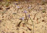 Moraea setifolia