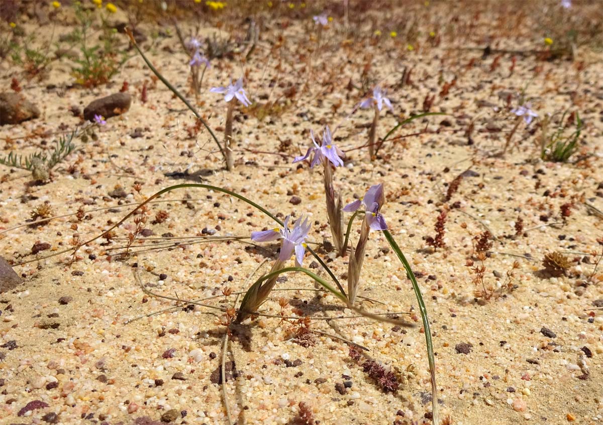 Изображение особи Moraea setifolia.