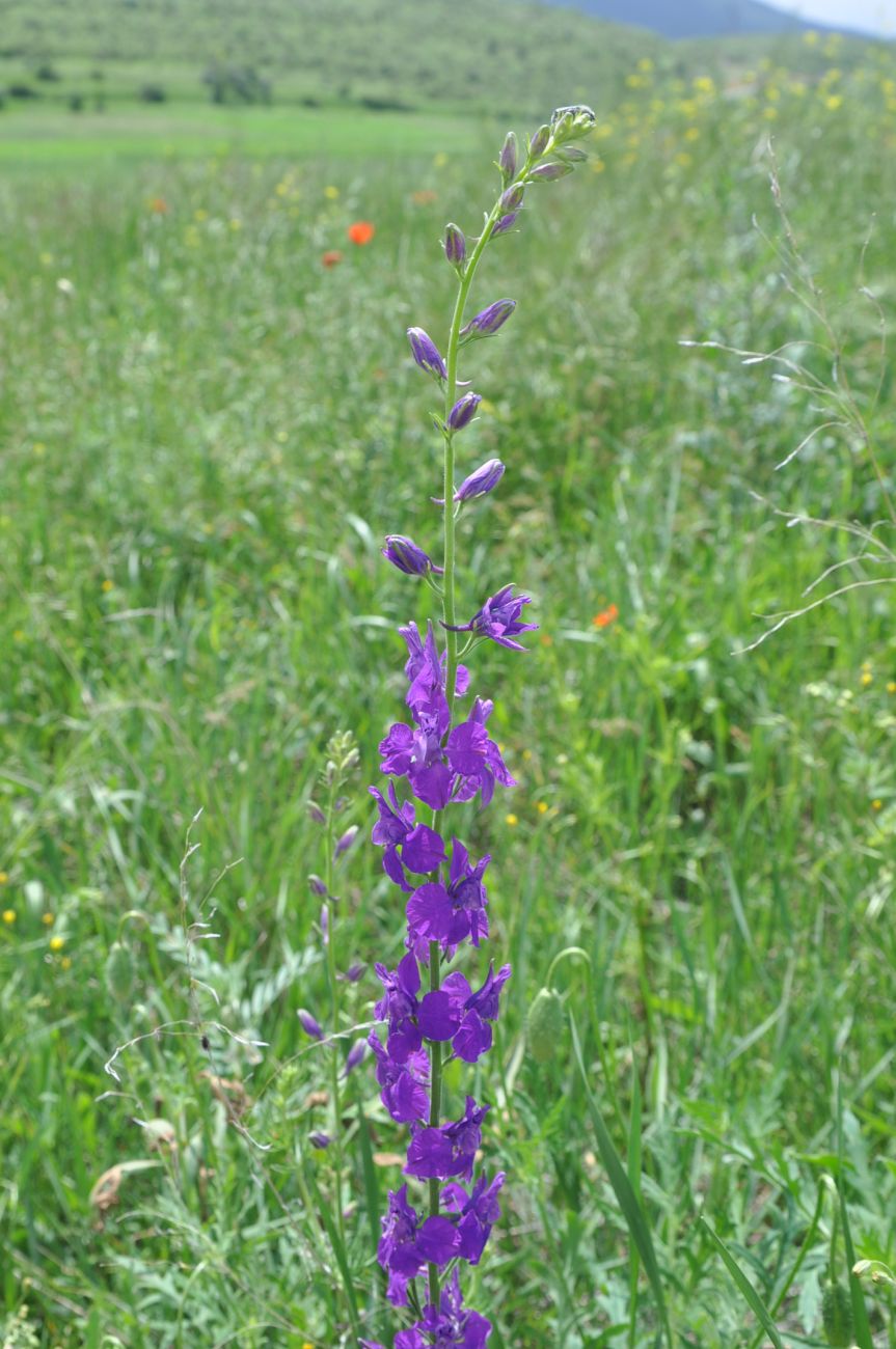 Image of Delphinium hispanicum specimen.