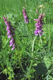 Vicia tenuifolia. Цветущее растение. Горный Крым, ур. Тырке. 9 июня 2010 г.