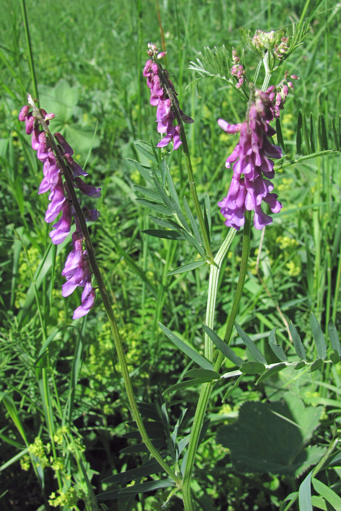 Изображение особи Vicia tenuifolia.