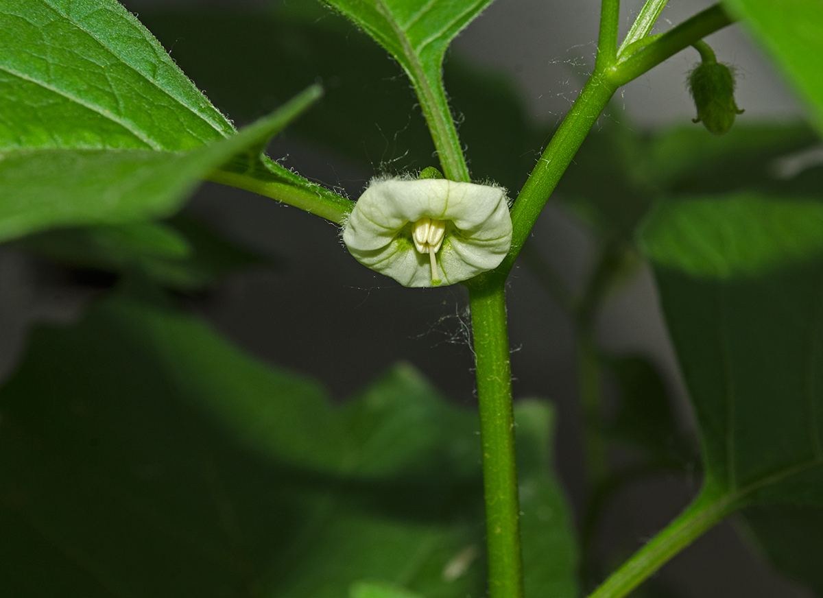 Image of Alkekengi officinarum specimen.