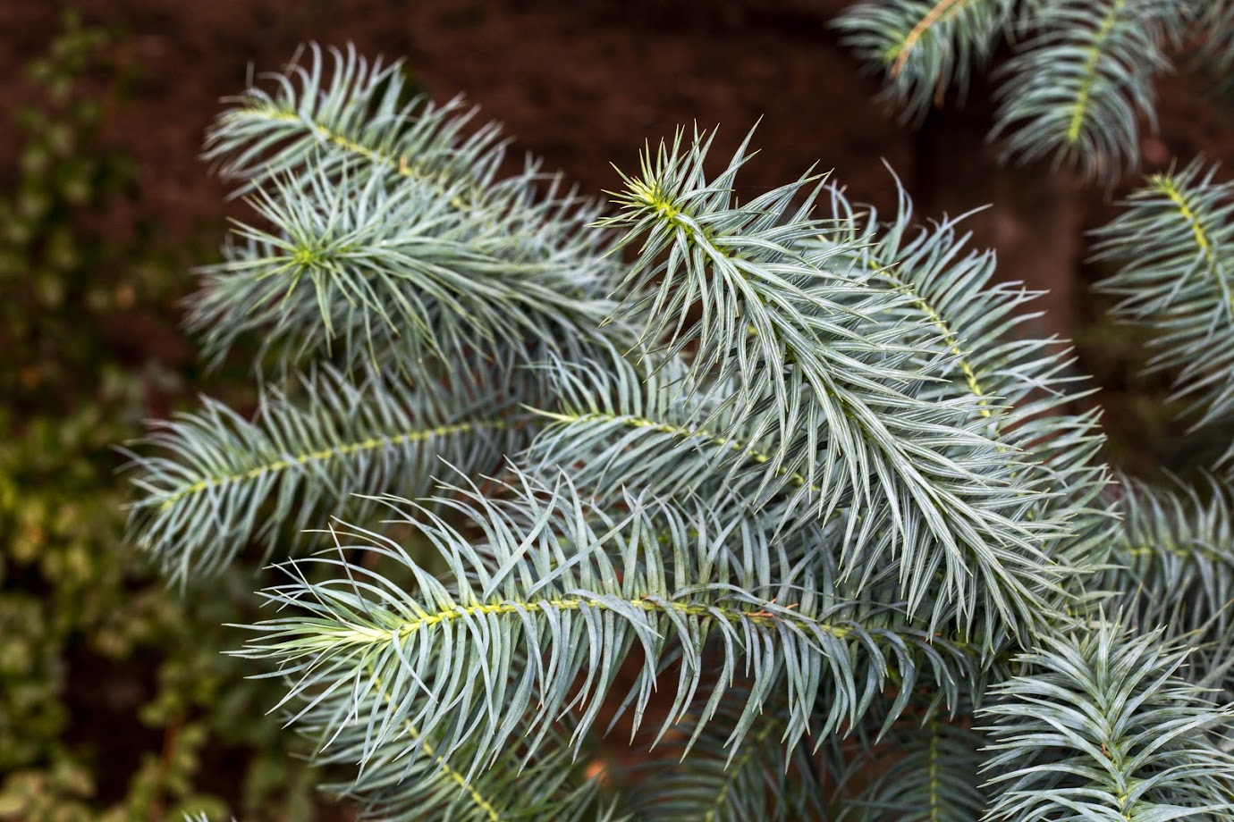 Image of Cunninghamia lanceolata specimen.