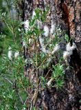 genus Salix