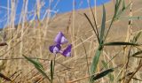 Lathyrus cyaneus