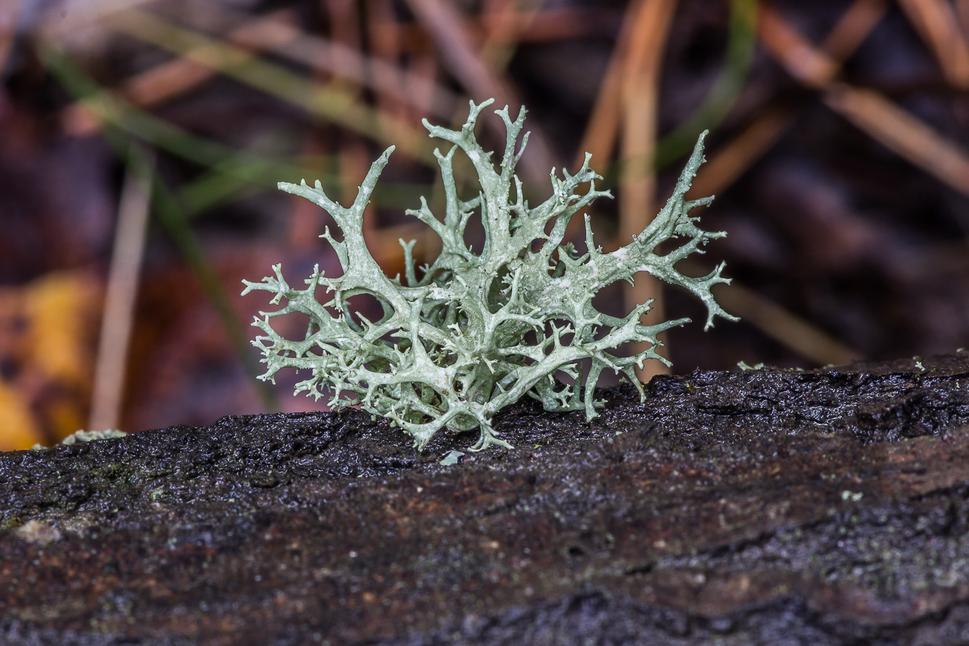 Изображение особи Evernia prunastri.