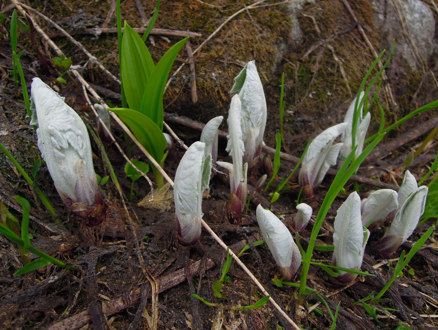 Изображение особи Saussurea frolowii.