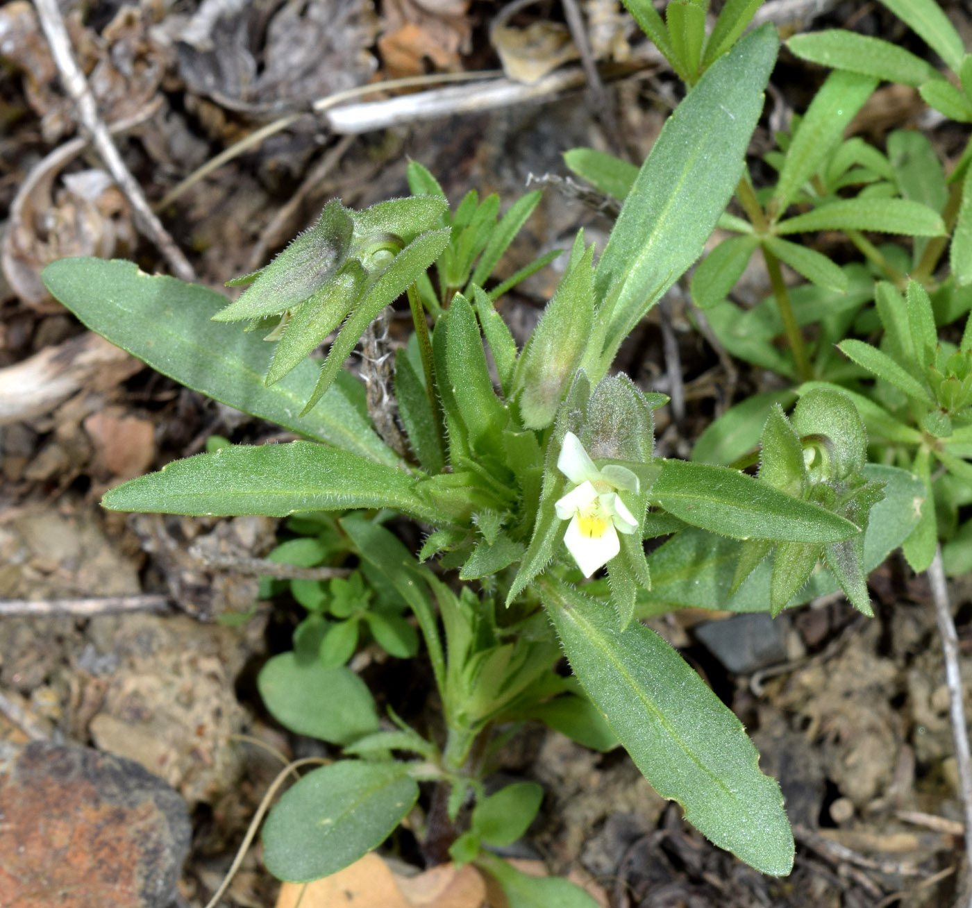 Изображение особи Viola occulta.