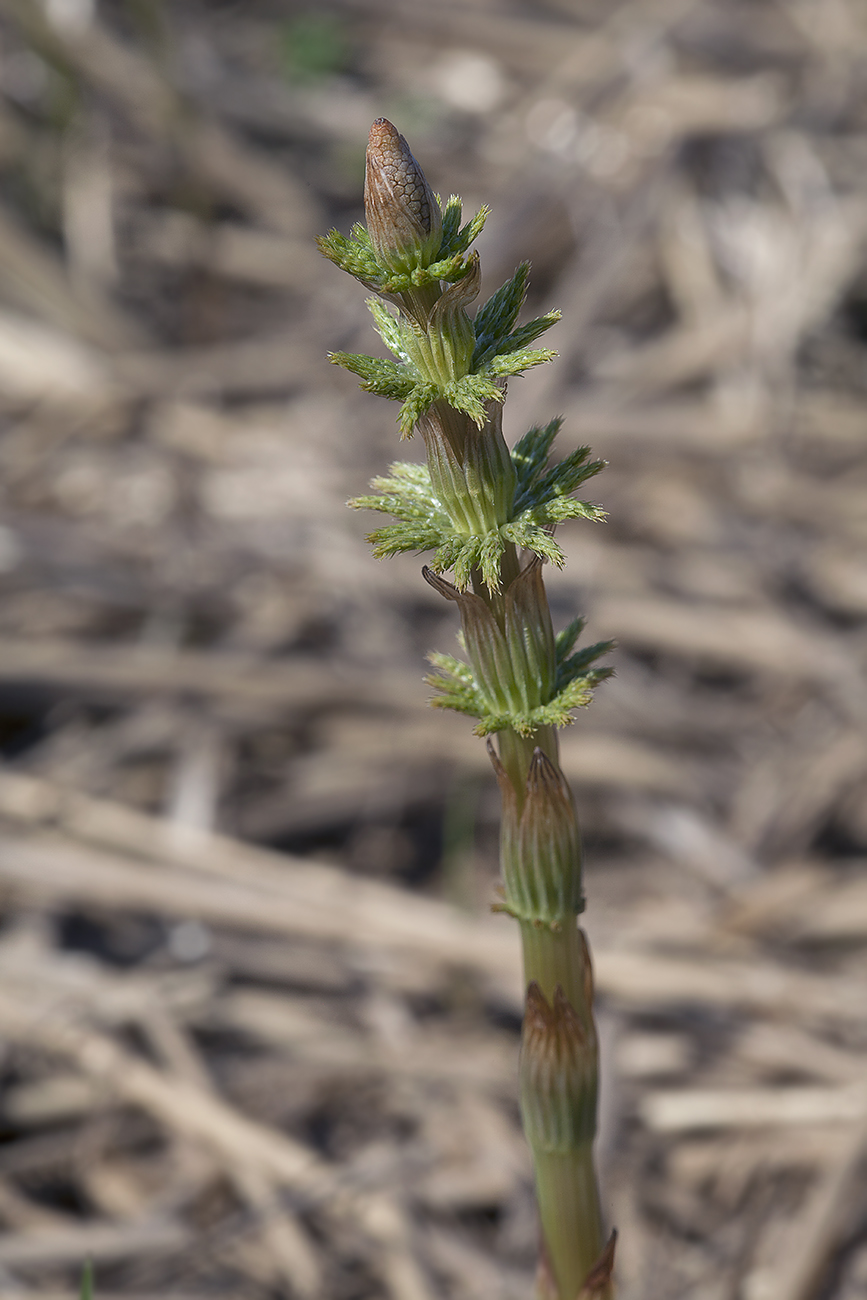 Изображение особи Equisetum sylvaticum.