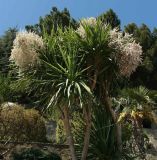 Cordyline australis. Цветущее растение. Крым, Южный Берег, Партенит, парк ЛОК \"Айвазовское\". 30.04.2018.