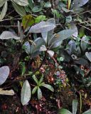 Labisia paucifolia. Плодоносящее растение. Малайзия, Камеронское нагорье, гора Ирау, ≈ 2000 м н.у.м., туманный (моховой) лес. 04.05.2017.