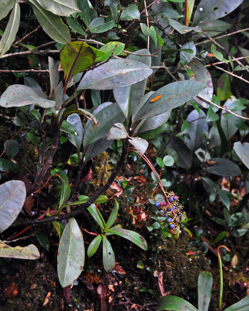 Image of Labisia paucifolia specimen.