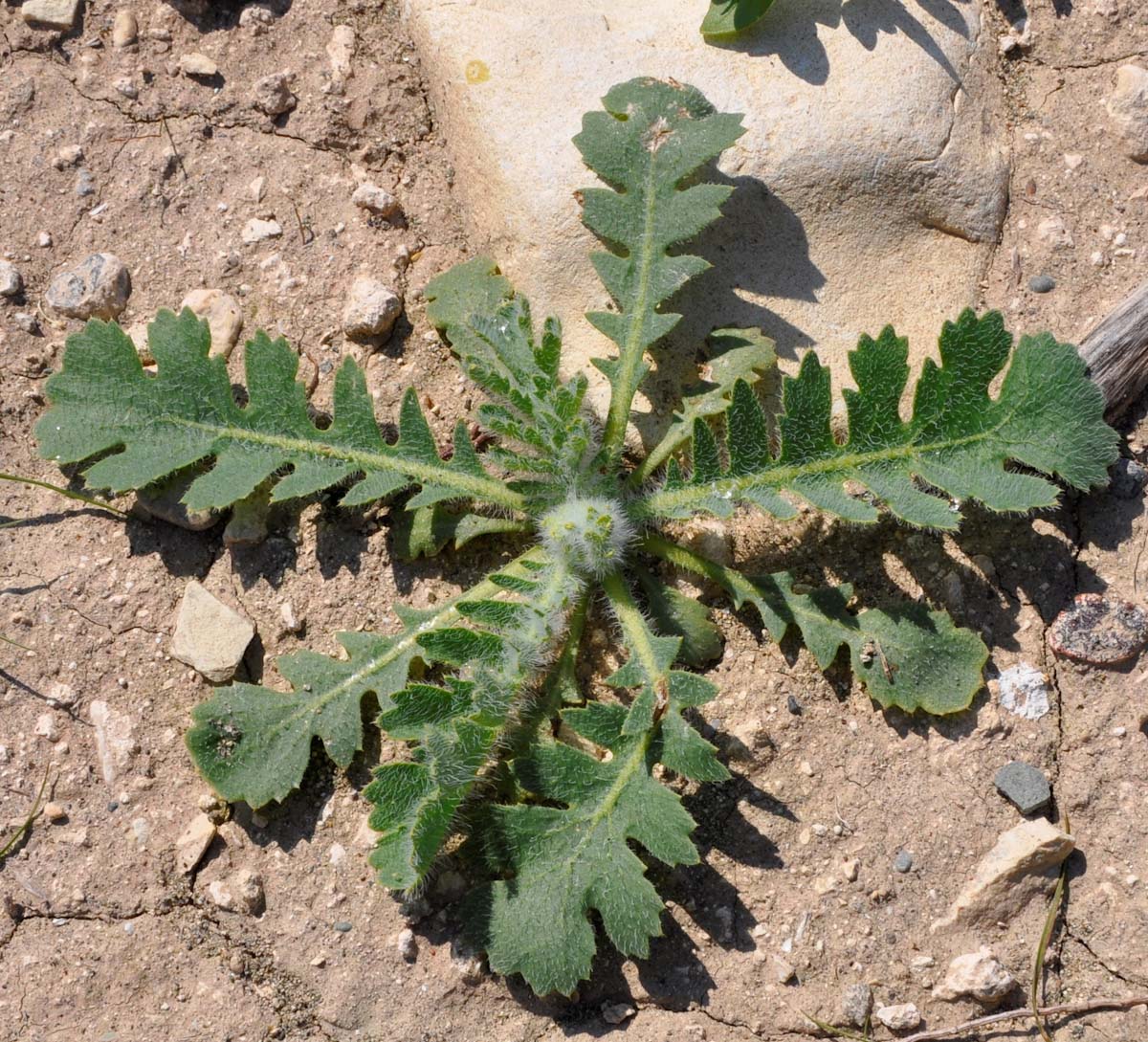 Изображение особи Glaucium corniculatum.