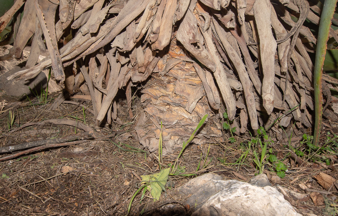 Image of Aloe plicatilis specimen.