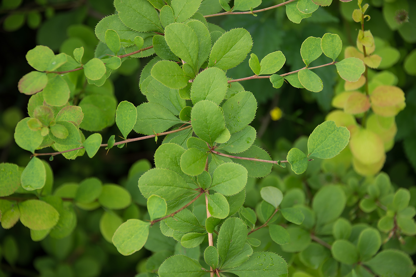 Изображение особи род Berberis.