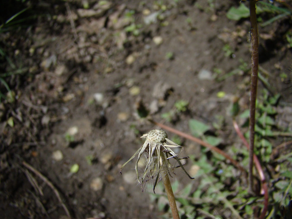 Изображение особи род Taraxacum.