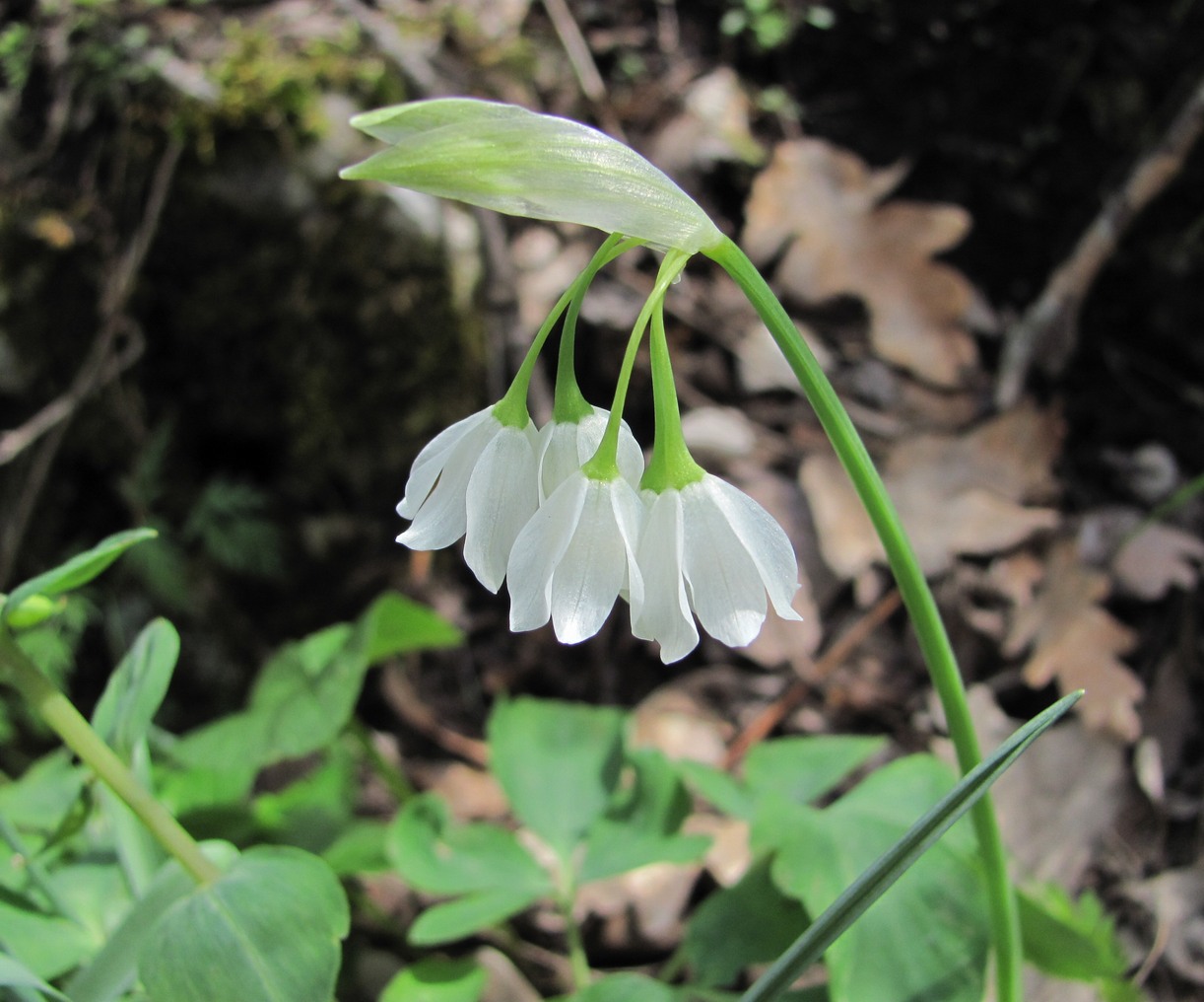 Image of Allium paradoxum specimen.