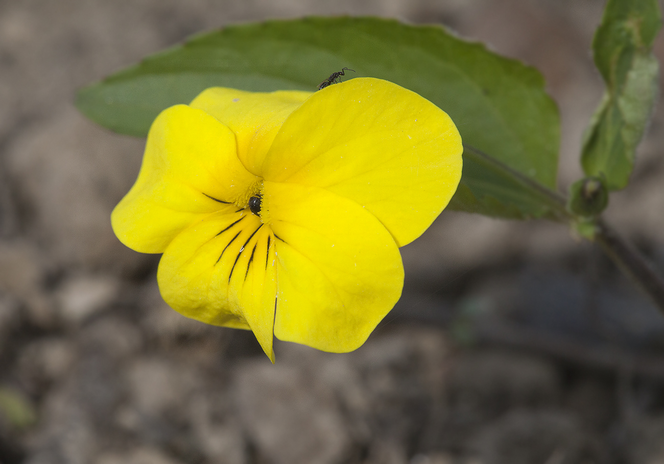 Изображение особи Viola orientalis.