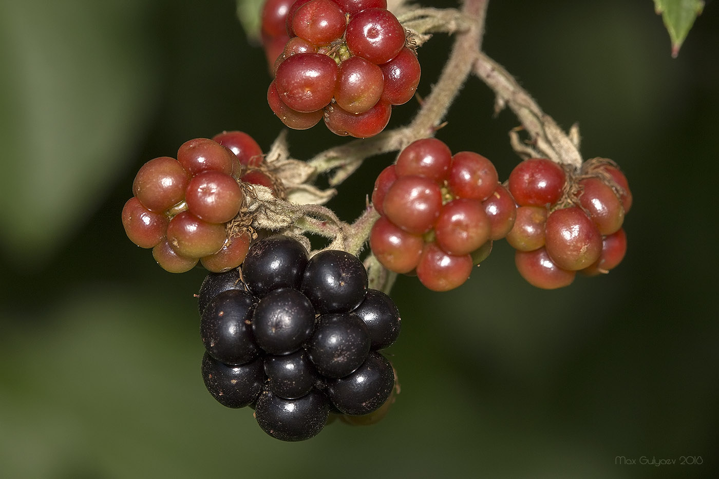 Image of genus Rubus specimen.