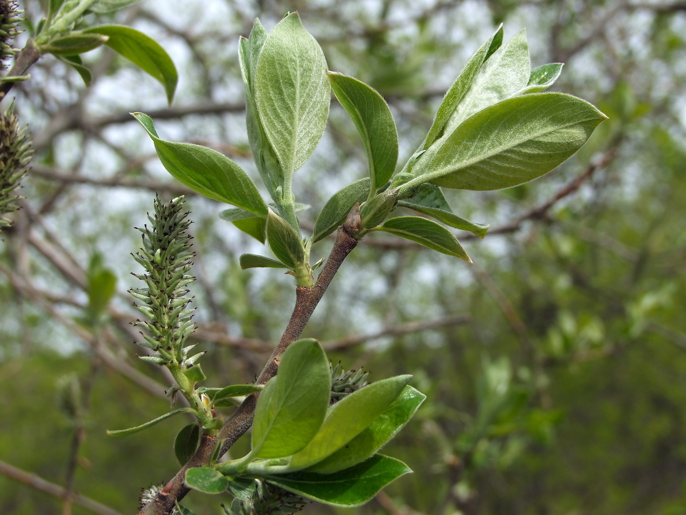 Image of Salix abscondita specimen.