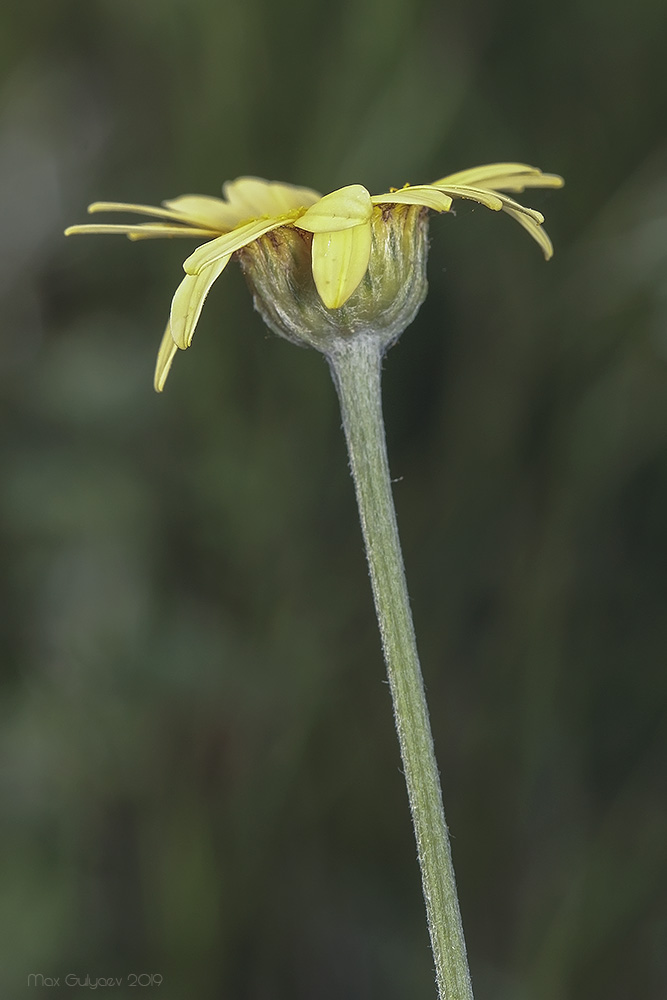Image of Anthemis tinctoria specimen.