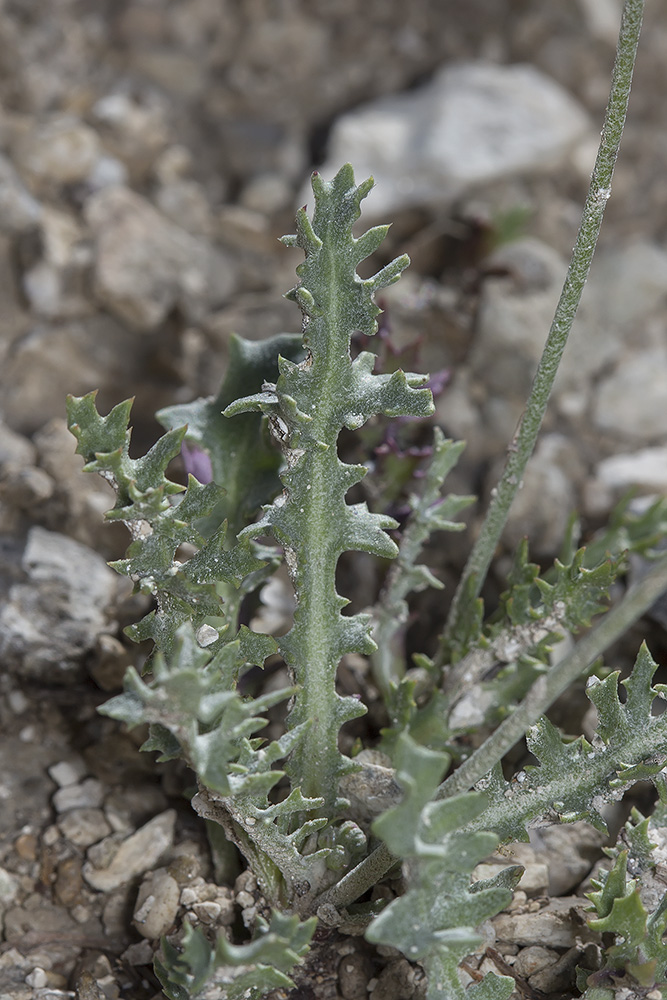 Image of Lagoseris purpurea specimen.