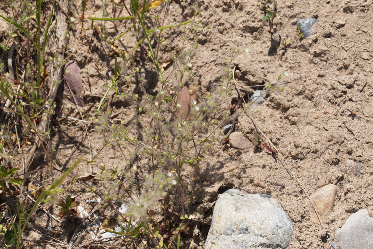 Изображение особи Arenaria leptoclados.