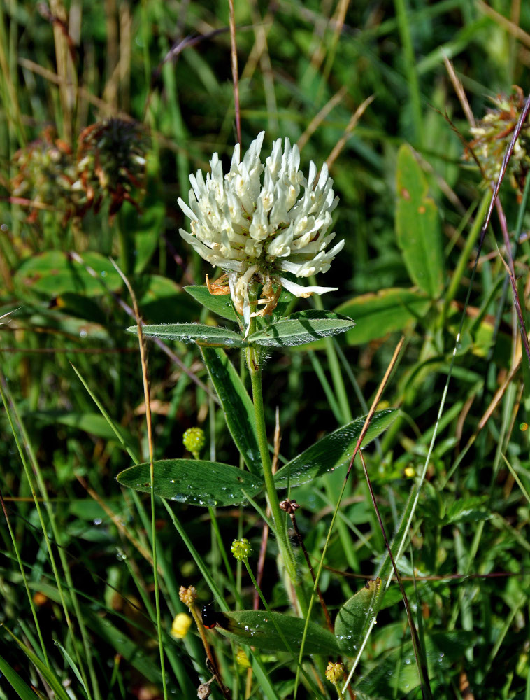 Изображение особи Trifolium pannonicum.