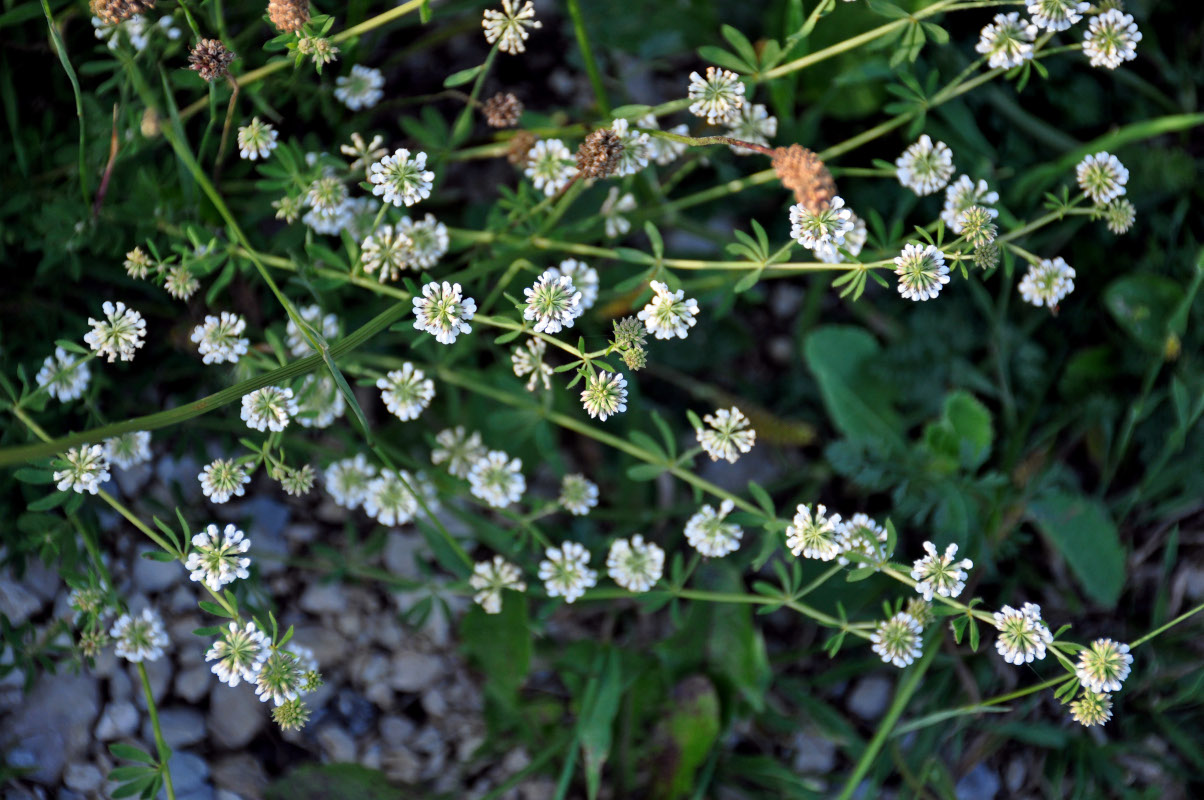 Image of genus Dorycnium specimen.