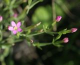 Centaurium pulchellum. Веточка с цветком и бутонами. Казахстан, Восточно-Казахстанская обл., Уланский р-н, окр. с. Украинка, луг, высохший ручей. 19.08.2013.