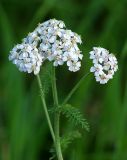 Achillea