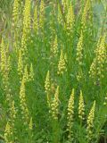 Reseda lutea