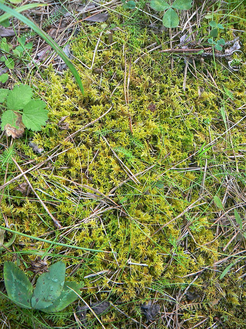 Image of Abietinella abietina specimen.