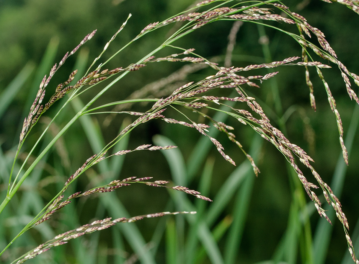 Image of Glyceria maxima specimen.