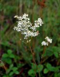 Filipendula vulgaris. Верхушка растения с соцветиями. Челябинская обл., Сосновский р-н, долина р. Миасс, окр. с. Кайгородово, залежь. 08.08.2019.