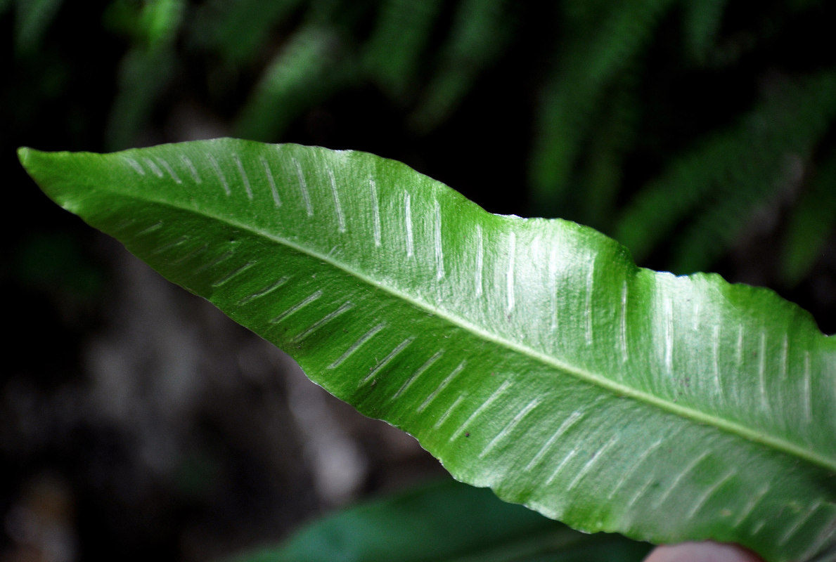 Изображение особи Phyllitis scolopendrium.